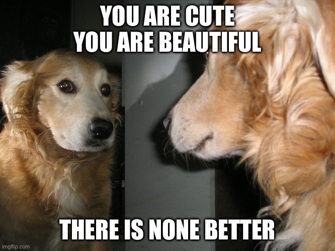 mirror dog | YOU ARE CUTE
YOU ARE BEAUTIFUL THERE IS NONE BETTER | image tagged in mirror dog | made w/ Imgflip meme maker