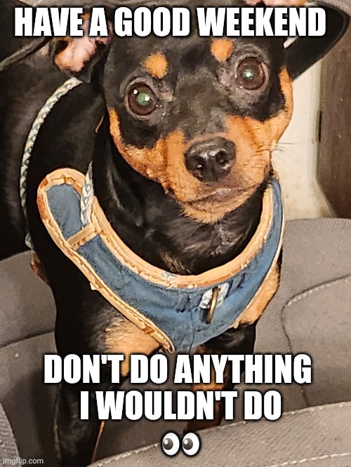 Max The Dog | HAVE A GOOD WEEKEND; DON'T DO ANYTHING 
I WOULDN'T DO
👀 | image tagged in cute puppy,funny | made w/ Imgflip meme maker
