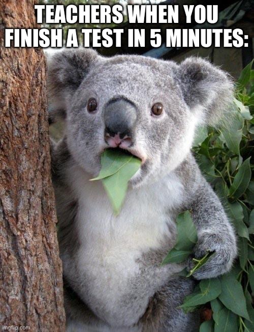 Teachers When You Finish A Test In 5 Minutes: | TEACHERS WHEN YOU FINISH A TEST IN 5 MINUTES: | image tagged in suprised koala | made w/ Imgflip meme maker