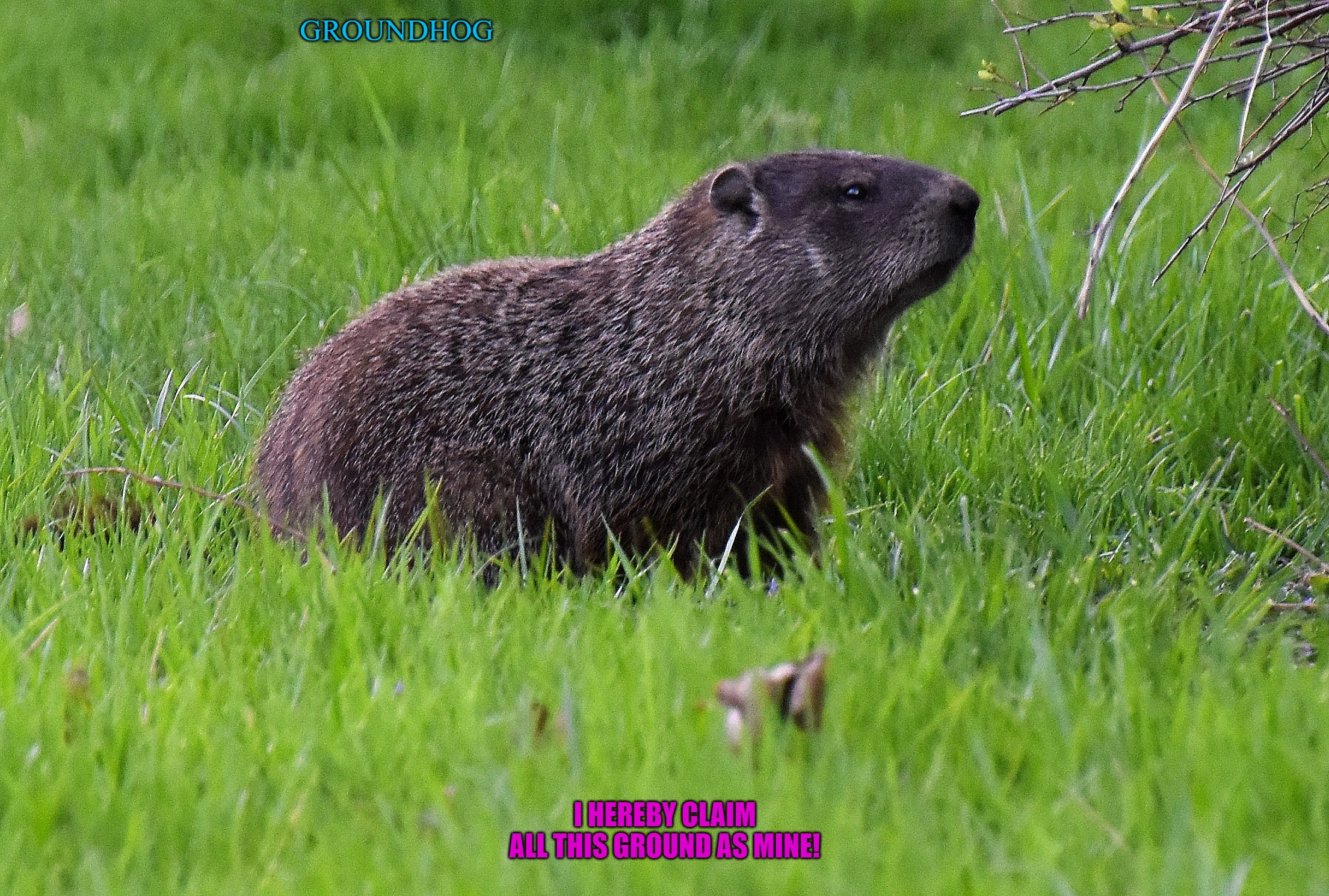 GROUNDHOG; I HEREBY CLAIM ALL THIS GROUND AS MINE! | made w/ Imgflip meme maker