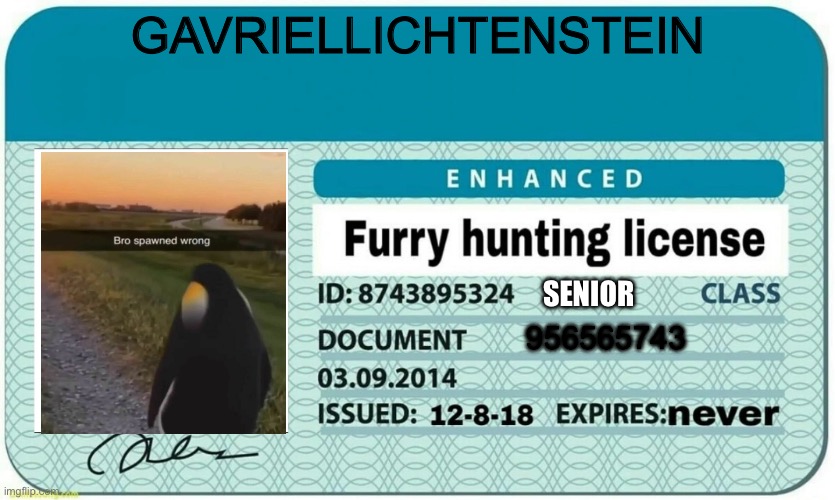 furry hunting license | GAVRIELLICHTENSTEIN; SENIOR; 956565743 | image tagged in furry hunting license | made w/ Imgflip meme maker