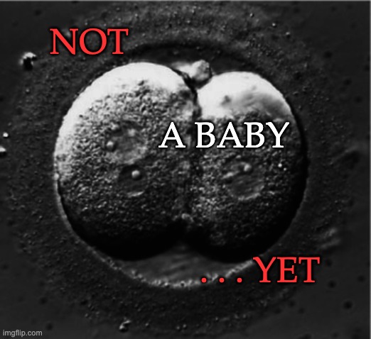 Zygote - human | NOT . . . YET A BABY | image tagged in zygote - human | made w/ Imgflip meme maker