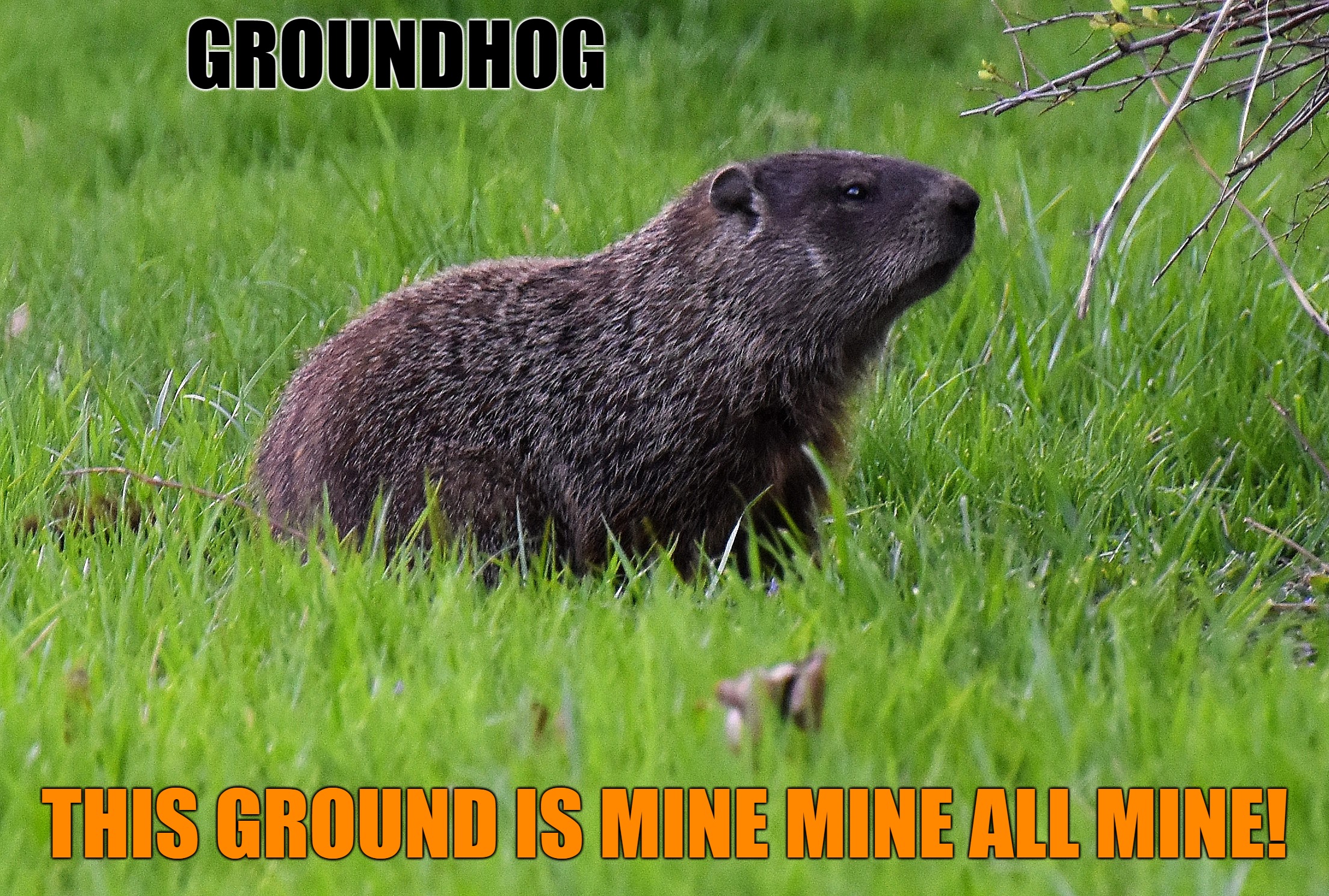 groundhog | GROUNDHOG; THIS GROUND IS MINE MINE ALL MINE! | image tagged in groundhog,kewlew | made w/ Imgflip meme maker