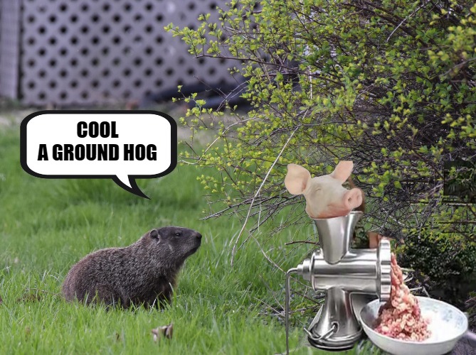 ground hog | COOL
A GROUND HOG | image tagged in groundhog,kewlew | made w/ Imgflip meme maker