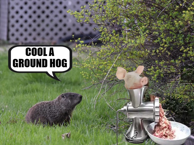 ground hog | COOL A GROUND HOG | image tagged in groundhog,kewlew | made w/ Imgflip meme maker