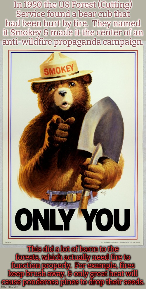 Years of fire suppression has lead to uncontrollable wildfires today. | In 1950 the US Forest (Cutting)
Service found a bear cub that had been hurt by fire.  They named
it Smokey & made it the center of an
anti-wildfire propaganda campaign. This did a lot of harm to the forests, which actually need fire to function properly.  For example, fires keep brush away, & only great heat will
cause ponderosa pines to drop their seeds. | image tagged in only you - smokey bear,us government,mistakes,timber,corporate greed | made w/ Imgflip meme maker