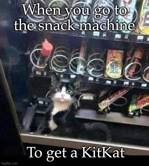 Kitkat snack | When you go to the snack machine; To get a KitKat | image tagged in kitkat,snack,kitty,cat | made w/ Imgflip meme maker