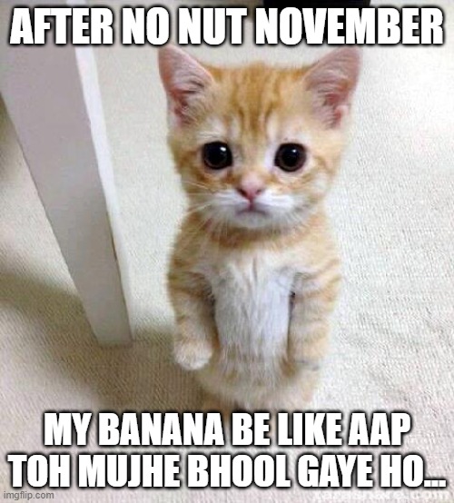 sorry banana | AFTER NO NUT NOVEMBER; MY BANANA BE LIKE AAP TOH MUJHE BHOOL GAYE HO... | image tagged in memes,cute cat | made w/ Imgflip meme maker