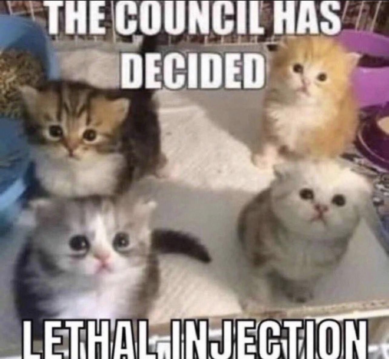 The council has decided lethal injection Blank Meme Template