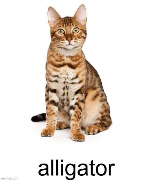 alligator | alligator | image tagged in alligator | made w/ Imgflip meme maker