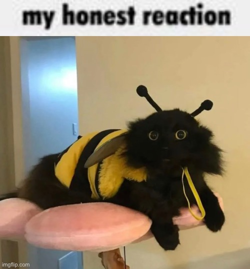 image tagged in my honest reaction | made w/ Imgflip meme maker