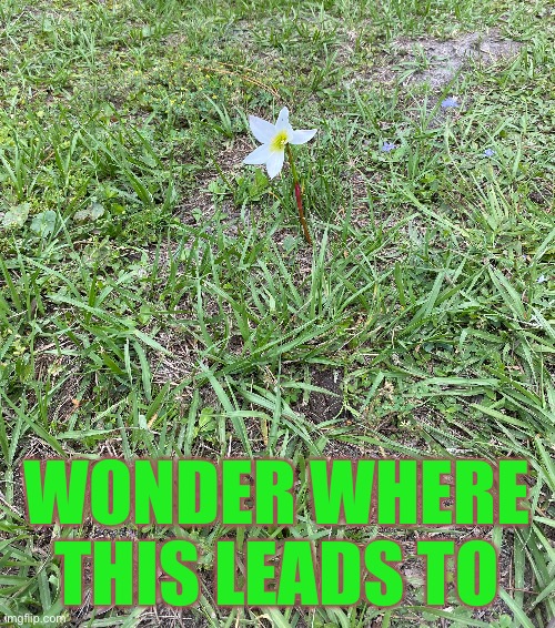 I found a Korok flower! | WONDER WHERE THIS LEADS TO | made w/ Imgflip meme maker