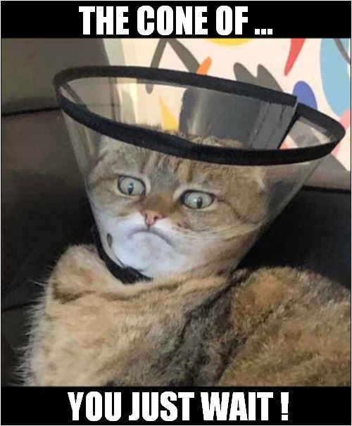 I Would Be Afraid Of This Cat ! | THE CONE OF ... YOU JUST WAIT ! | image tagged in cats,cones,be afraid | made w/ Imgflip meme maker