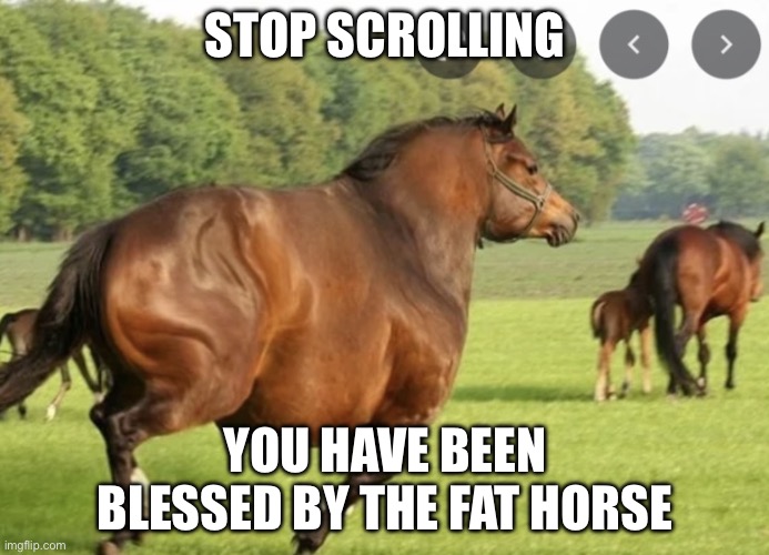 Fat Horse | STOP SCROLLING; YOU HAVE BEEN BLESSED BY THE FAT HORSE | image tagged in fat horse | made w/ Imgflip meme maker