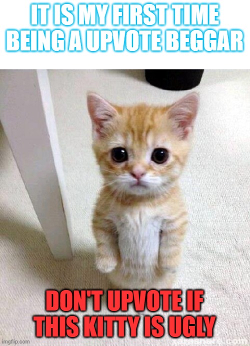 Cute Cat Meme | IT IS MY FIRST TIME BEING A UPVOTE BEGGAR; DON'T UPVOTE IF THIS KITTY IS UGLY | image tagged in memes,cute cat | made w/ Imgflip meme maker