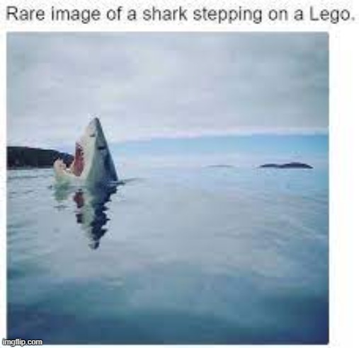 image tagged in memes,lego,shark | made w/ Imgflip meme maker