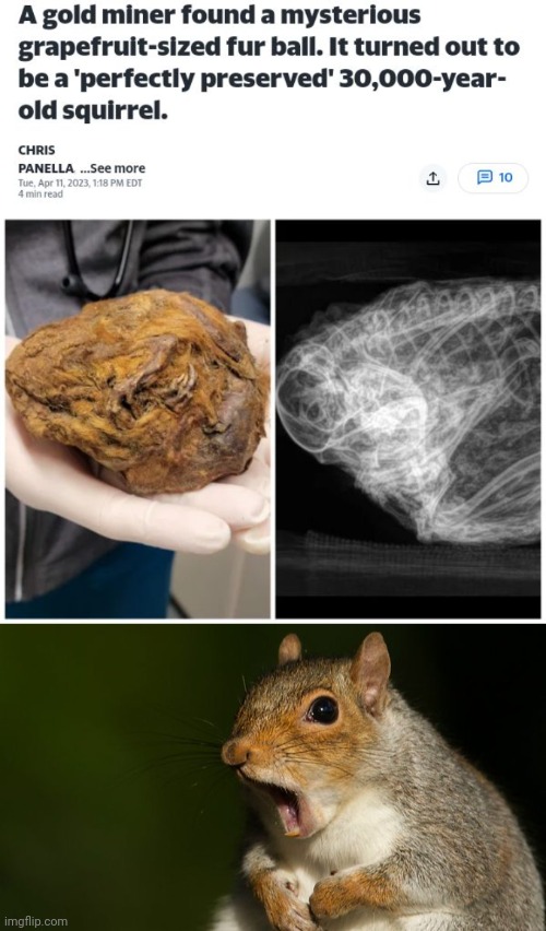 Squirrel | image tagged in shocked squirrel,squirrel,science,memes,grapefruit,fur ball | made w/ Imgflip meme maker