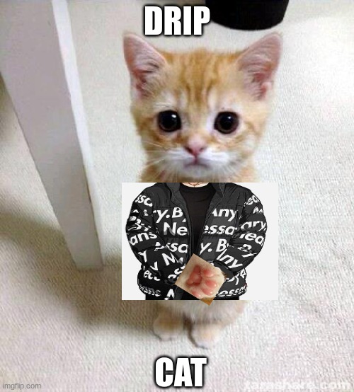 Cute Cat Meme | DRIP; CAT | image tagged in memes,cute cat | made w/ Imgflip meme maker