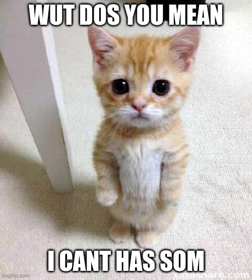 Cute Cat Meme | WUT DOS YOU MEAN; I CANT HAS SOM | image tagged in memes,cute cat | made w/ Imgflip meme maker