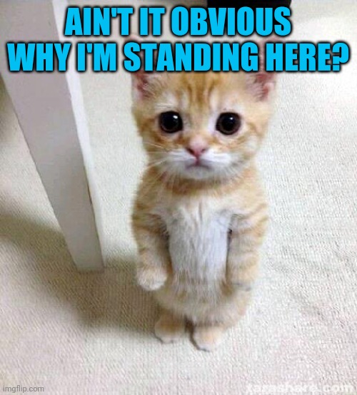 Cute Cat | AIN'T IT OBVIOUS WHY I'M STANDING HERE? | image tagged in memes,cute cat | made w/ Imgflip meme maker