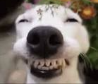 High Quality im a happy dog Blank Meme Template
