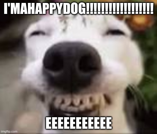 e | I'MAHAPPYDOG!!!!!!!!!!!!!!!!!! EEEEEEEEEEE | image tagged in im a happy dog | made w/ Imgflip meme maker