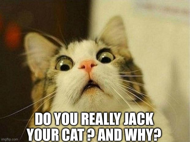 Scared Cat Meme | DO YOU REALLY JACK YOUR CAT ? AND WHY? | image tagged in memes,scared cat | made w/ Imgflip meme maker