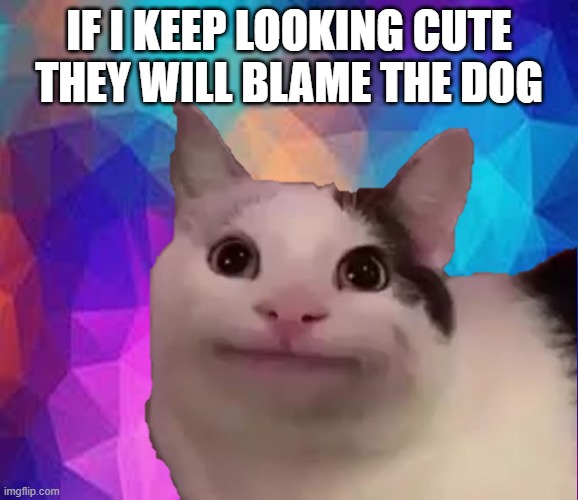 awkward cat | IF I KEEP LOOKING CUTE THEY WILL BLAME THE DOG | image tagged in awkward cat | made w/ Imgflip meme maker