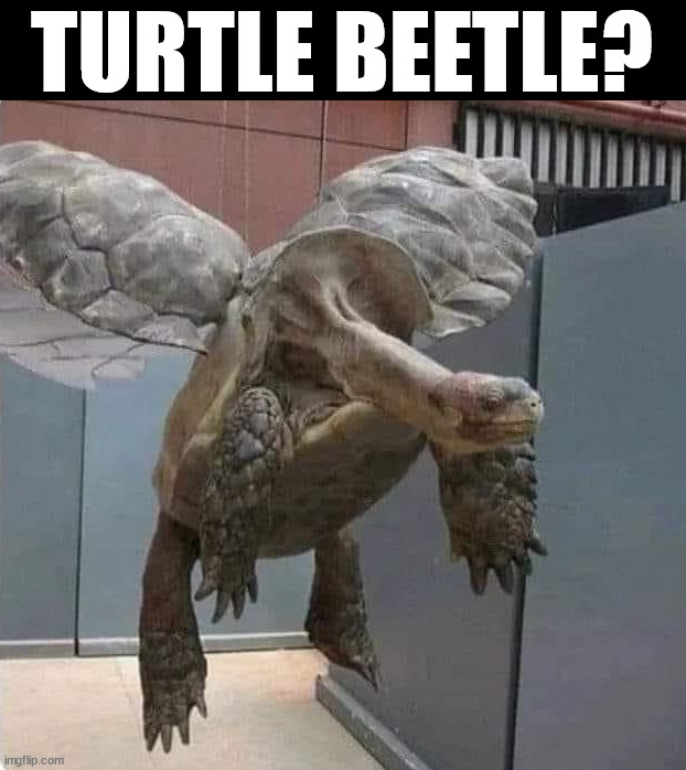 TURTLE BEETLE? | image tagged in cursed image | made w/ Imgflip meme maker