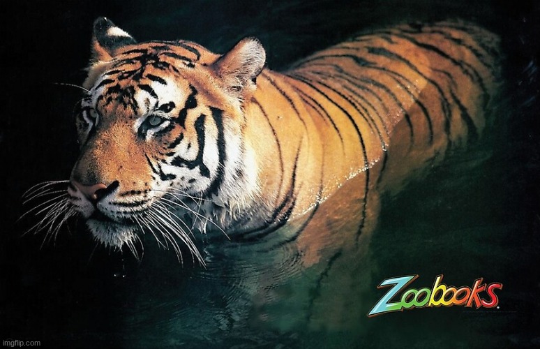 The Tiger Poster! | made w/ Imgflip meme maker