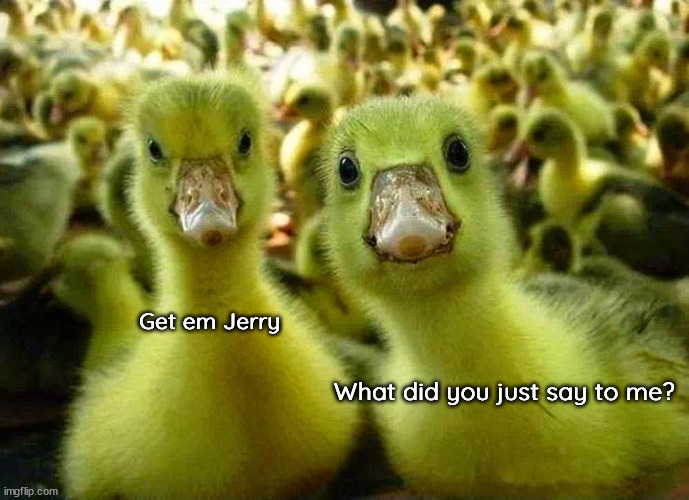 *IT'S SO FLUFFY I'M GONNA DIE* | Get em Jerry; What did you just say to me? | image tagged in what did you say,get em jerry | made w/ Imgflip meme maker