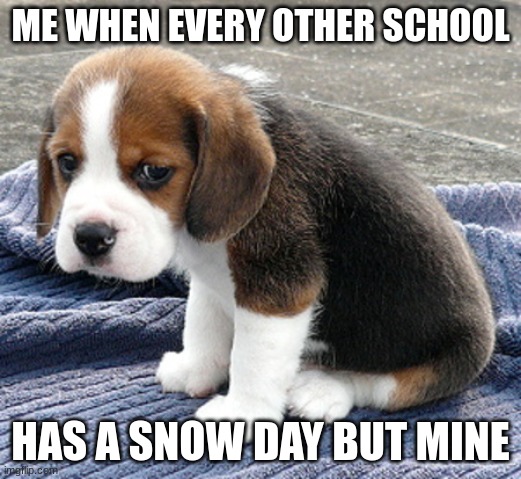 sad dog | ME WHEN EVERY OTHER SCHOOL; HAS A SNOW DAY BUT MINE | image tagged in sad dog | made w/ Imgflip meme maker
