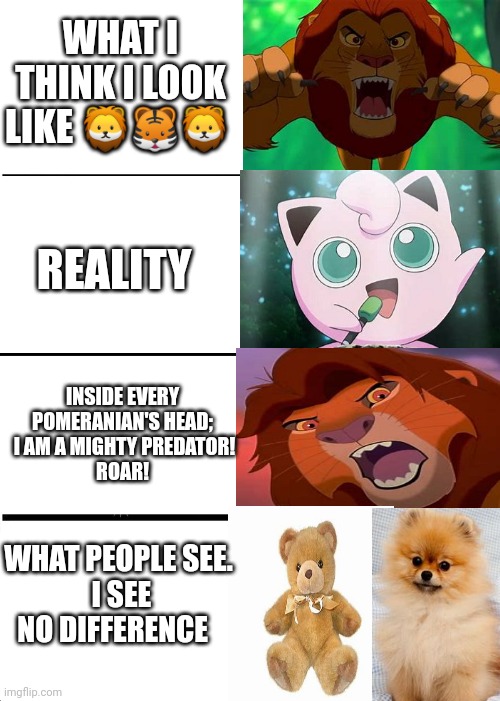 Pomeranian | WHAT I THINK I LOOK LIKE 🦁🐯🦁; REALITY; INSIDE EVERY POMERANIAN'S HEAD;
 I AM A MIGHTY PREDATOR!
 ROAR! WHAT PEOPLE SEE.
 I SEE NO DIFFERENCE | image tagged in memes,expanding brain | made w/ Imgflip meme maker