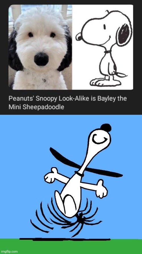 Peanuts' Snoopy Look-Alike is Bayley the Mini Sheepadoodle