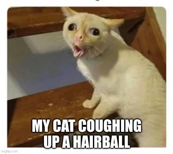 Coughing Cat | MY CAT COUGHING UP A HAIRBALL | image tagged in coughing cat | made w/ Imgflip meme maker