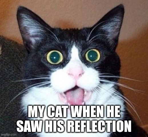 Surprised cat lol | MY CAT WHEN HE SAW HIS REFLECTION | image tagged in surprised cat lol | made w/ Imgflip meme maker