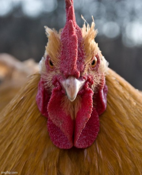 Angry Chicken | image tagged in angry chicken | made w/ Imgflip meme maker