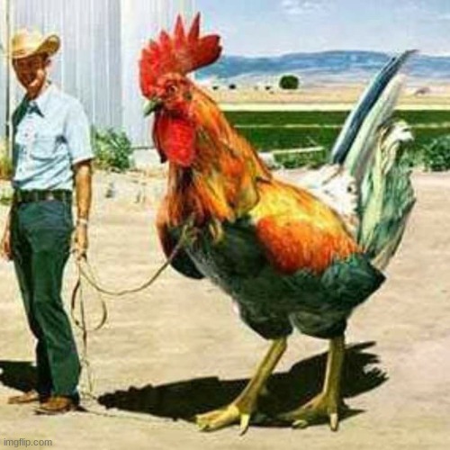 Giant rooster | image tagged in giant rooster | made w/ Imgflip meme maker