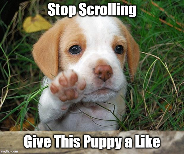 Puppy Love | Stop Scrolling; Give This Puppy a Like | image tagged in dog puppy bye,cute puppies | made w/ Imgflip meme maker
