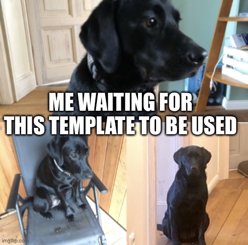Sad doggo | ME WAITING FOR THIS TEMPLATE TO BE USED | image tagged in sad doggo | made w/ Imgflip meme maker