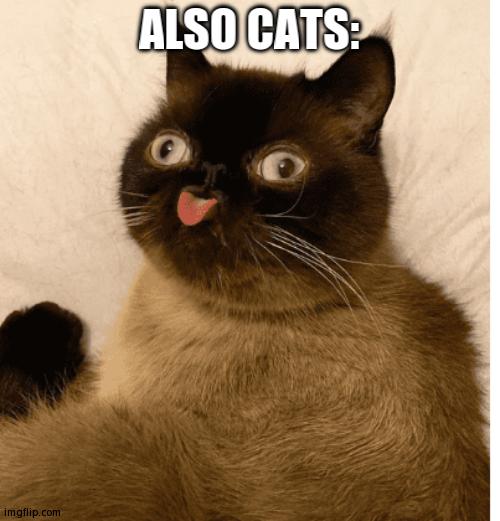 CATS: *are absolute demons* | ALSO CATS: | image tagged in derpy cat | made w/ Imgflip meme maker