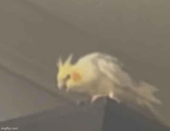 Bird is mad | image tagged in bird is mad,cockatiel,birb,cute | made w/ Imgflip meme maker