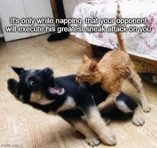 Surprise Attack | It's only while napping, that your opponent will execute his greatest sneak attack on you | image tagged in cat dog fight,dog,cat,cat fight,finally a worthy opponent | made w/ Imgflip meme maker