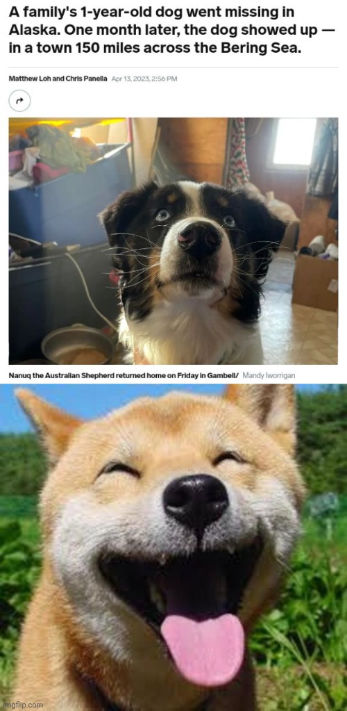Finally, home at last | image tagged in happy doge,home,memes,dogs,dog,alaska | made w/ Imgflip meme maker