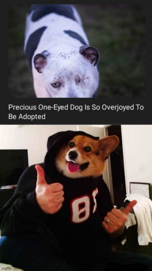 One-eyed dog | image tagged in thumbs up dog,dogs,dog,memes,one-eyed,adopted | made w/ Imgflip meme maker