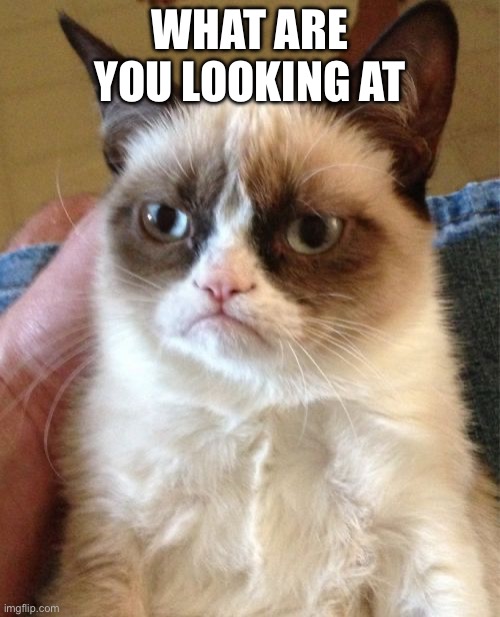 Grumpy Cat | WHAT ARE YOU LOOKING AT | image tagged in memes,grumpy cat | made w/ Imgflip meme maker