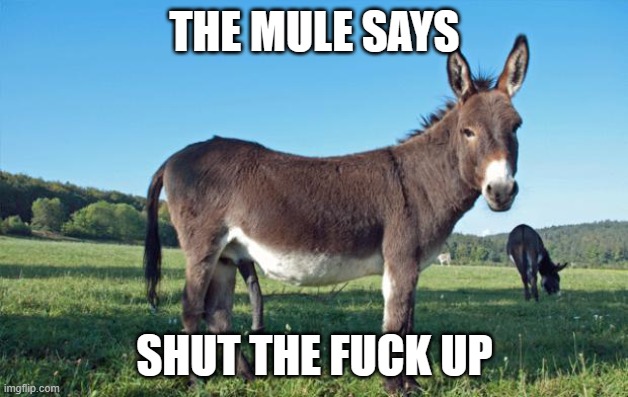 Used in comment | THE MULE SAYS SHUT THE FUCK UP | image tagged in mules | made w/ Imgflip meme maker