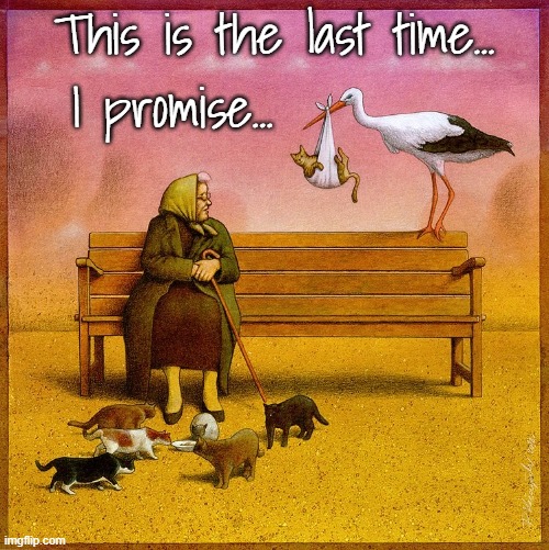 I promise!!! | This is the last time... I promise... | image tagged in cats,moms,rescue,promises | made w/ Imgflip meme maker