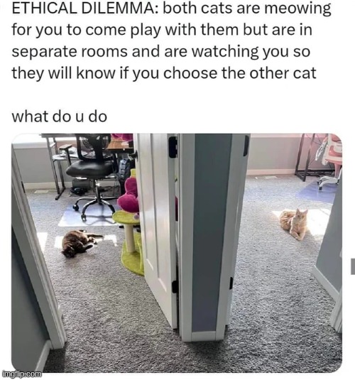 What do u do | image tagged in cats,animals,cat,cute | made w/ Imgflip meme maker