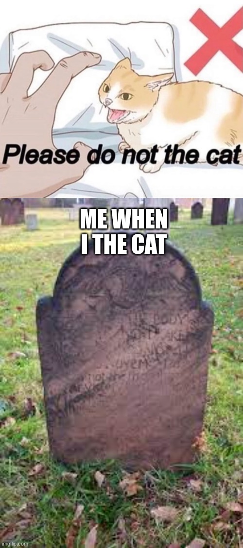 Please Do Not The Cat | ME WHEN I THE CAT | image tagged in cats,dead,please | made w/ Imgflip meme maker